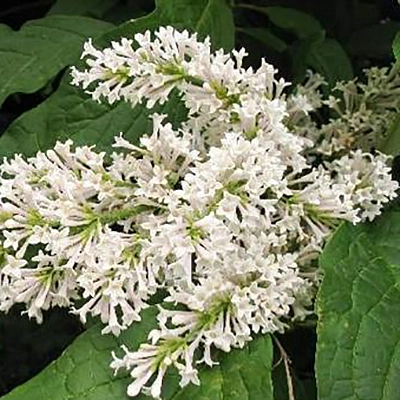 Сирень Престон 'Телимена' (светло-розовая)